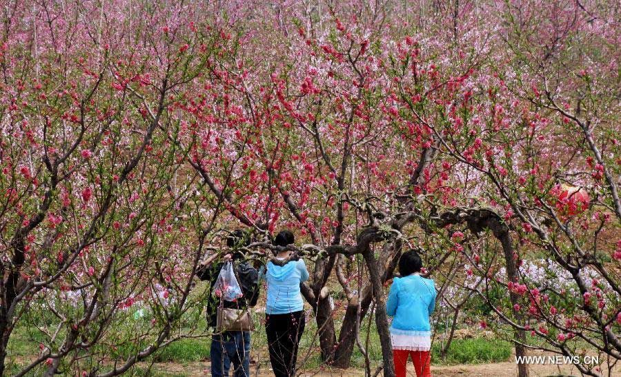 Tourists enjoy blooming peach blossoms in Pinggu Dictrict, on the outskirt of Beijing, capital of China, May 3, 2013. Pinggu is one of the biggest fruit producing areas of the capital and specializes in growing peaches of over 40 varieties. (Xinhua/Li Xin)
