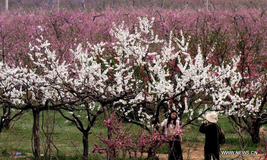 Tourists enjoy blooming peach blossoms in Pinggu Dictrict, on the outskirt of Beijing, capital of China, May 3, 2013. Pinggu is one of the biggest fruit producing areas of the capital and specializes in growing peaches of over 40 varieties. (Xinhua/Li Xin)