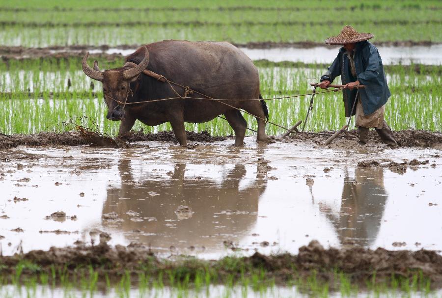 A farmer has a buffalo plough cropland in Dahu Village of Guzhai Mulam Township in Liucheng County, southwest China's Guangxi Zhuang Autonomous Region, May 3, 2013. As the summer approaches, farmers here are busy with planting crops. (Xinhua/Deng Keyi)