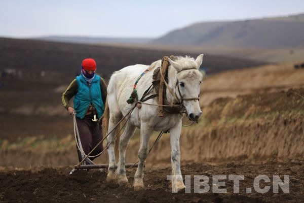 A Tibetan woman in spring plowing [Photo/China Tibet Online]