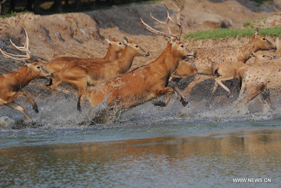 Photo taken on May 3, 2013 shows milu deer running in water in Dafeng Milu National Nature Reserve in Yancheng City, east China's Jiangsu Province. The Dafeng nature reserve has the world's largest milu population. (Xinhua/Han Yuqing)