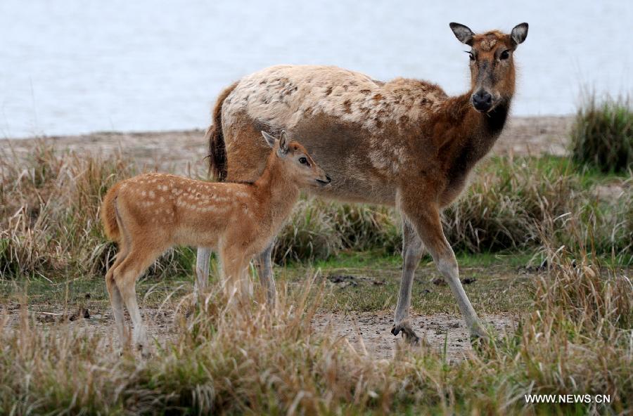 Photo taken on May 3, 2013 shows a milu deer and its fawn looking for food in Dafeng Milu National Nature Reserve in Yancheng City, east China's Jiangsu Province. The Dafeng nature reserve has the world's largest milu population. (Xinhua/Han Yuqing) 