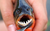Most scary fish around world 