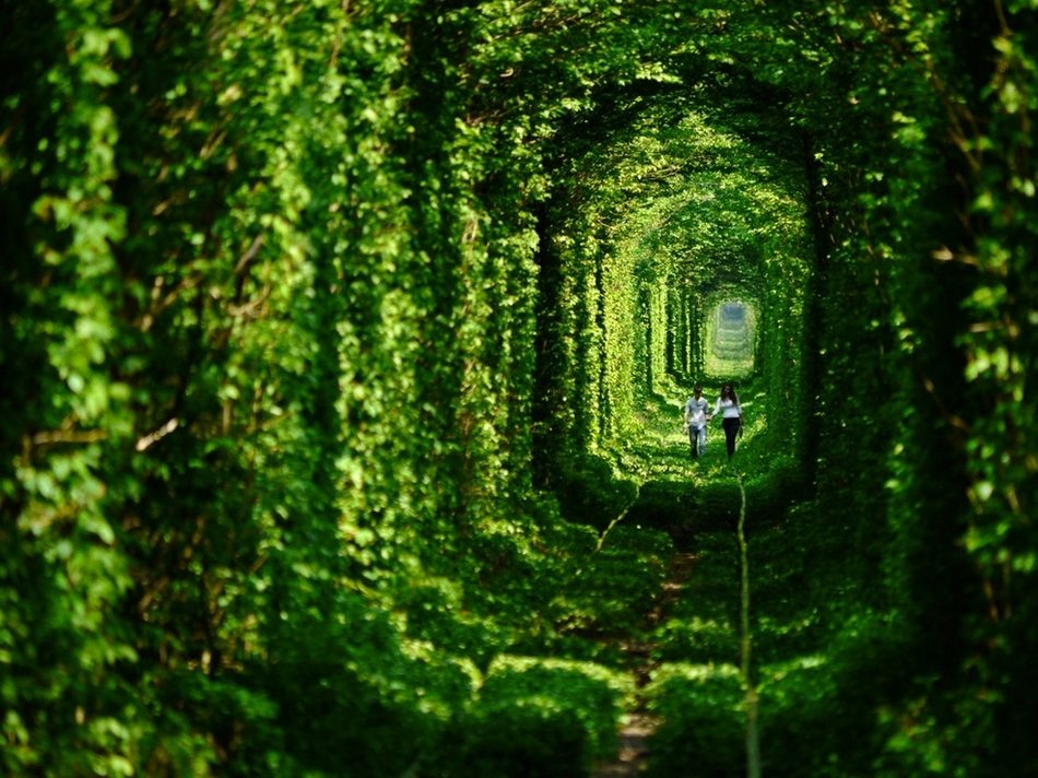 The Tunnel of Love, Ukraine(Photo/huanqiu.com) 