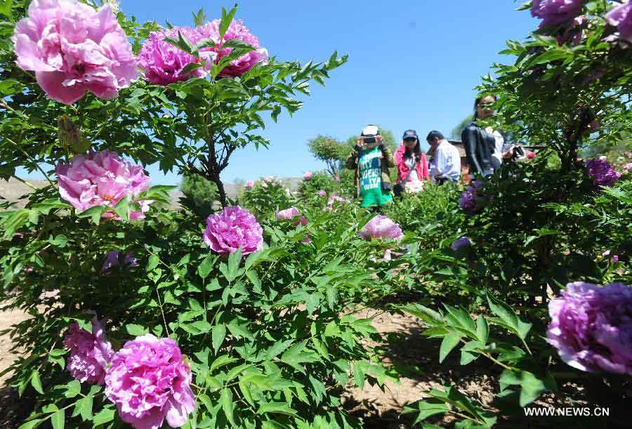 Visitors take photo of peony flowers in Caojiaping Village of Lintao County, northwest China's Gansu Province, May 11, 2013. The blooming peony flowers attracted lots of tourists to visit. (Xinhua/Nie Jianjiang) 