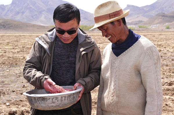 Guan Weixing (left) learns more about highland barley agriculture in the Qiang Ga township, Lhunzhub county, Lhasa in Southwest China's Tibet autonomous region, on May 7, 2013. Guan, a 42-year-old researcher, from the Tibet Academy of Agricultural and Animal Husbandry Sciences, has been engaged in barley farming and expanding new varieties of it for 18 years. He was granted the Tibet autonomous region Science and Technology Progress award for promoting ”Tibet highland barley No 690” - a new variety of highland barley. [Photo/Xinhua]