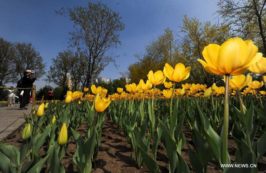 Citizens view tulips at the Changchun Park in Changchun, capital of northeast China's Jilin Province, May 13, 2013. The blossoming tulips in the park have attract thousands of visitors. (Xinhua/Xu Chang)