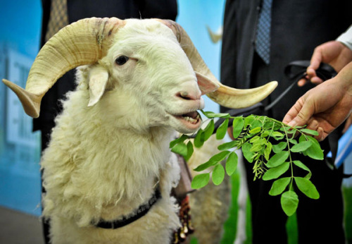 The ram Tianjiu, or "Forever," which has survived 61 days after receiving a third-generation artificial heart implant, appears at a news conference in Tianjin on Monday. Tianjiu, which has set a survival record for an animal with such an implant, is in healthy condition at the animal laboratory center at TEDA International Cardiovascular Hospital. The implantable device, the first of its kind in China, was developed by the hospital and the China Academy of Launch Vehicle Technology. [Photo/Xinhua]
