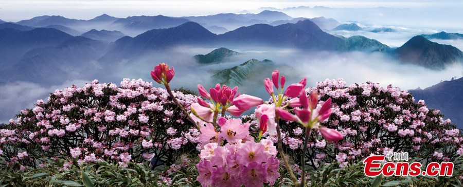 Azaleas make a mass of color in Mount Mangshan in Chenzhou, Central China's Hunan Province, May 13, 2013. The 6th Azalea Festival kicked off in the Mangshan National Forest Park on Monday. (CNS/Zhong Shan)