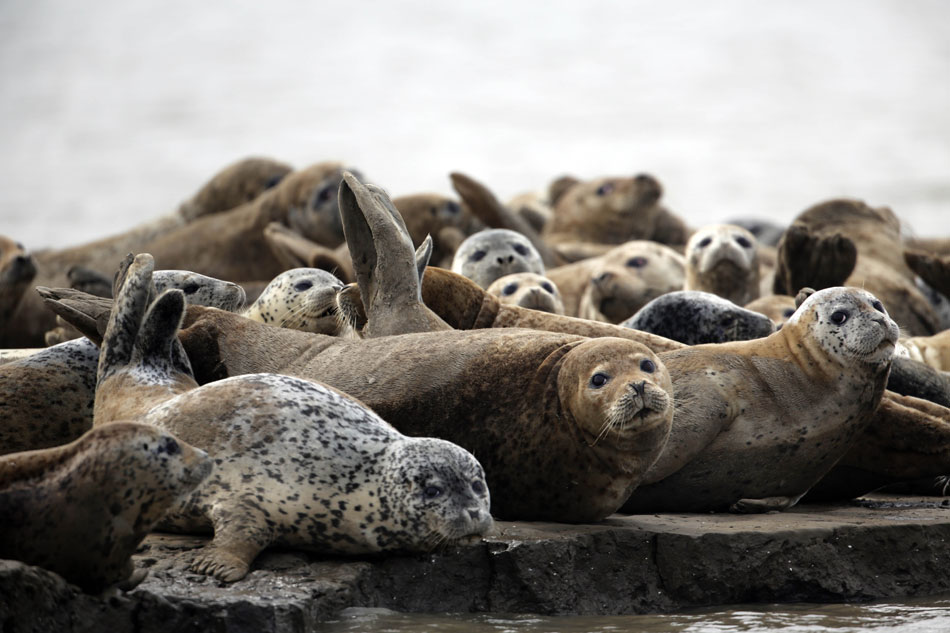 A pod of harbor seals rest on a flat rock in a reserve in northeast China’s Liaoning province, May 3, 2013. Harbor seal is nationally protected species and its number has declined to less than 2,000 from 8,000 in the 1930s, a result of the warmer climate, poaching and marine pollution. The coastal provinces like Shandong and Liaoning have taken actions to recover harbor seal’s population by setting up reserves and enhancing law enforcement. (Xinhua/Yang Qing)