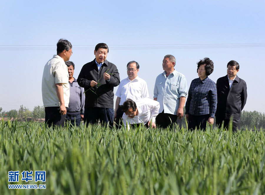 Chinese President Xi Jinping (3rd L), examines the growth situation of wheat at Dingjiaquan Village of Wuqing District in north China's Tianjin Municipality. Xi Jinping made an inspection tour to Tianjin from May 14 to 15. (Xinhua/Lan Hongguang)