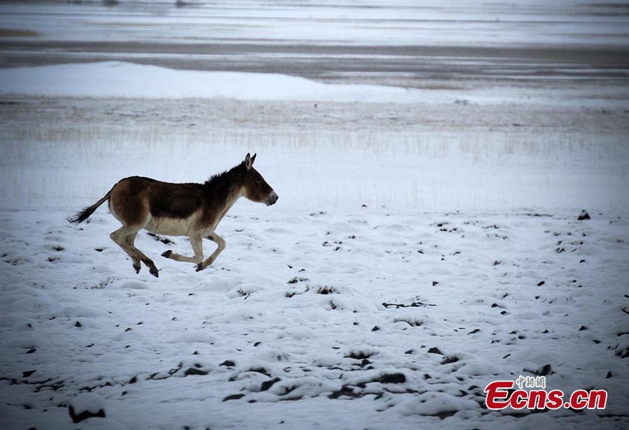A kiang, or Tibet wild ass, is seen at the Altun Mountain Nature Reserve in Ruoqiang County, Northwest China's Xinjiang Uyghur Autonomous Region, May 15, 2013. (CNS/Liu Xin)