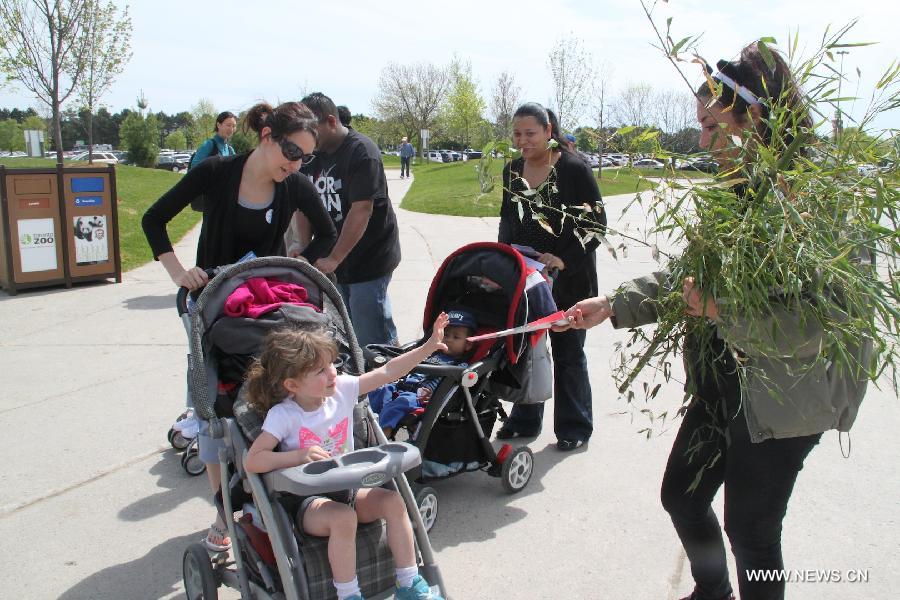 A staff with fresh bamboos in hand distributes guides to visitors at the Toronto Zoo in Toronto, Canada, on May 18, 2013. Er Shun and Da Mao, the two giant pandas on a 10-year loan from China, made their first public appearance in their new home at the Toronto Zoo on Saturday. (Xinhua/Zhang Ziqian) 