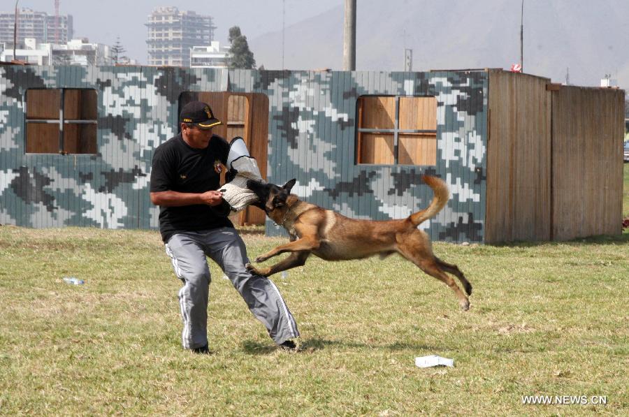 A canine unit officer participates in the 4th International Exhibition of Technology for Defense and Natural Disaster Prevention (SITDEF, by its Spanish Acronym) in the army headquarters, in San Borja district, department of Lima, Peru, on May 19, 2013. The SITDEF 2013 ran from May 15 to 19. (Xinhua/Luis Camacho)