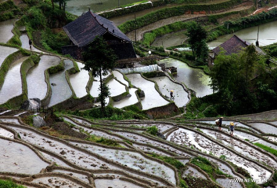 Farmers work at the terraced fields at the Xinhua County of Loudi City, central China's Hunan Province, May 19, 2013. (Xinhua/Liu Aicheng)