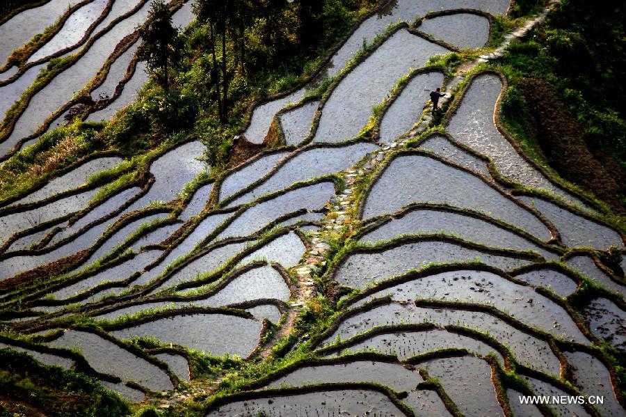 Photo taken on May 19, 2013 shows the terraced fields at the Xinhua County of Loudi City, central China's Hunan Province. (Xinhua/Liu Aicheng)
