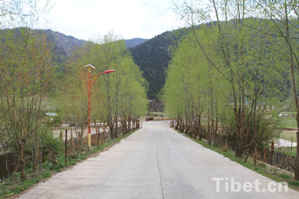Green trees make a pleasant shade along the road of the Gawa village. [Photo/China Tibet Online]