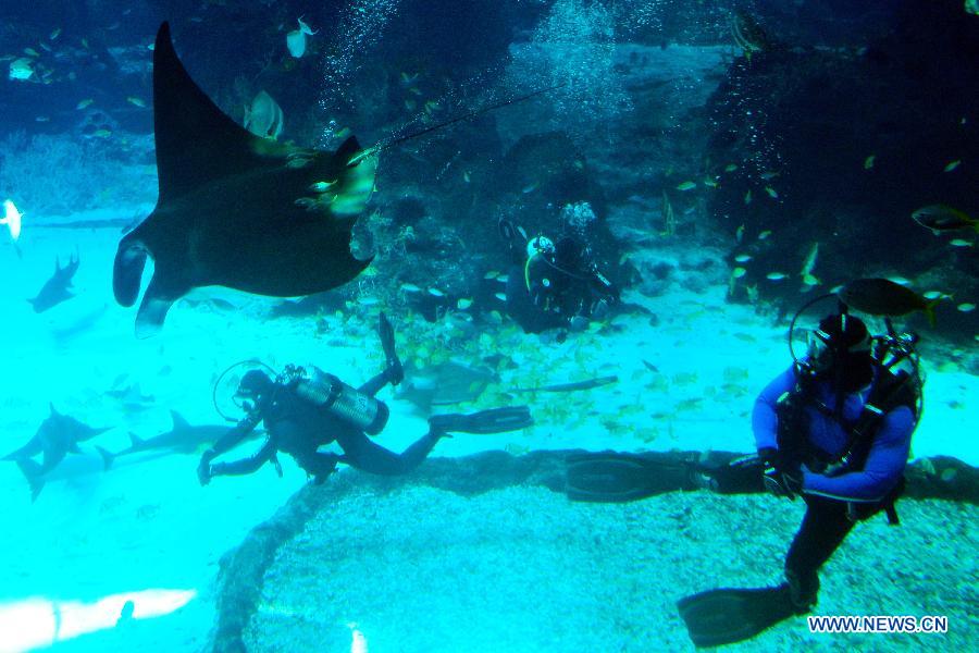 Divers get close-up looks of marine animals in the Marine Life Park of Singapore's Resorts World Sentosa (RWS), May 21, 2013. RWS Marine Life Park debuts its Open Ocean Dive which offers certified divers the opportunity to get close with marine animals. (Xinhua/Then Chih Wey) 