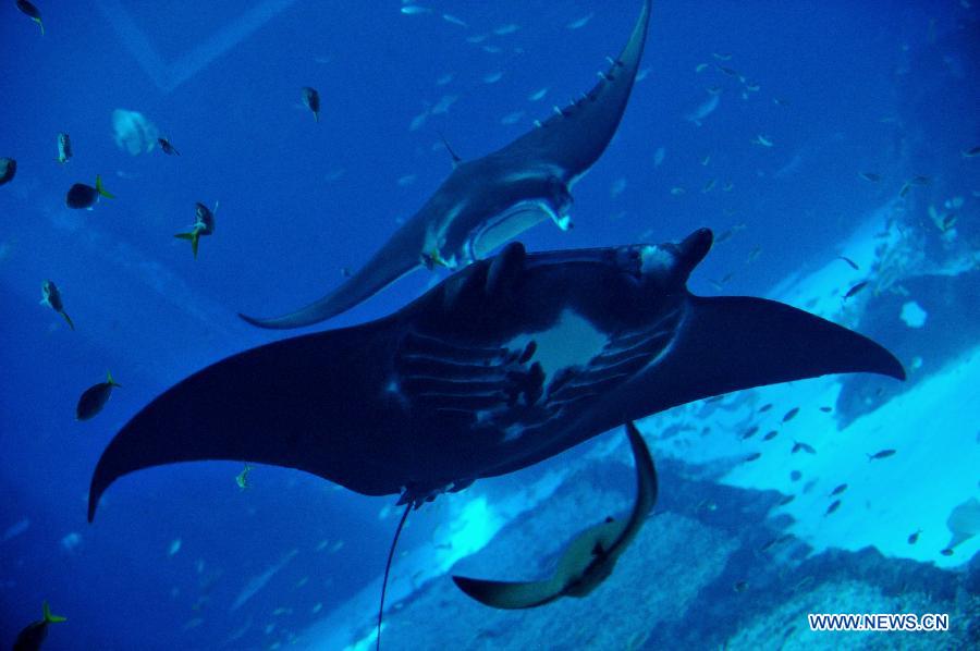 Two manta rays swim in the Marine Life Park of Singapore's Resorts World Sentosa (RWS), May 21, 2013. RWS Marine Life Park debuts its Open Ocean Dive which offers certified divers the opportunity to get close with marine animals. (Xinhua/Then Chih Wey) 