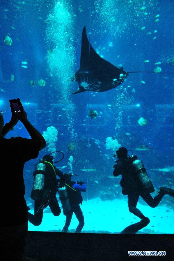 A man takes pictures of the divers diving with marine animals in the Marine Life Park of Singapore's Resorts World Sentosa (RWS), May 21, 2013. RWS Marine Life Park debuts its Open Ocean Dive which offers certified divers the opportunity to get close with marine animals. (Xinhua/Then Chih Wey)