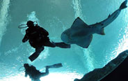 Divers get close with marine animals in Marine Life Park