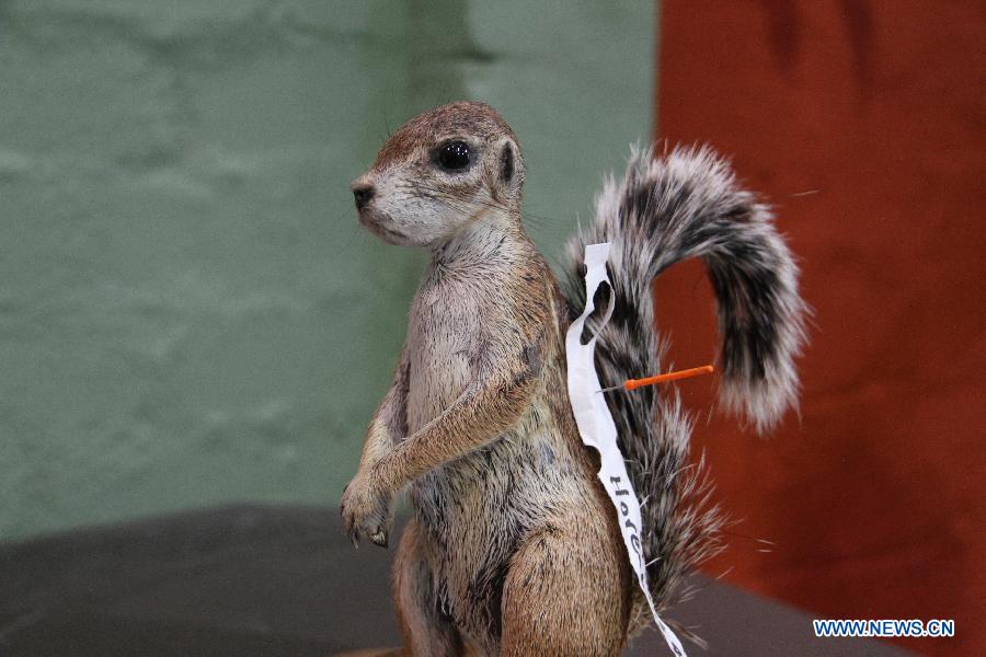 The trophy of a ground squirrel is tagged with client's information at the TROPHÄENDIENSTE taxidermy factory, in the suburb of Windhoek, capital of Namibia on May 22, 2013. With a great variety of wildlife and developed hunting services, Namibia attracts hunters from all over the world who prefer to have their quarries made into trophies. With 22 years of experience in the business, TROPHÄENDIENSTE taxidermy factory in the suburb of Windhoek caters for all the needs of trophy-hunters, bring the dead animals to life again with its taxidermy techniques. (Xinhua/Gao Lei) 
