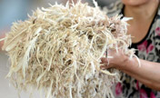 Feathers fly as H7N9 hits China's down industry