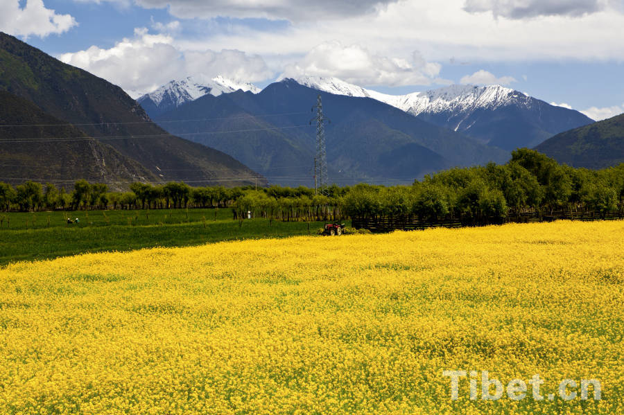 Cole flowers in the village [Photo/China Tibet Online]