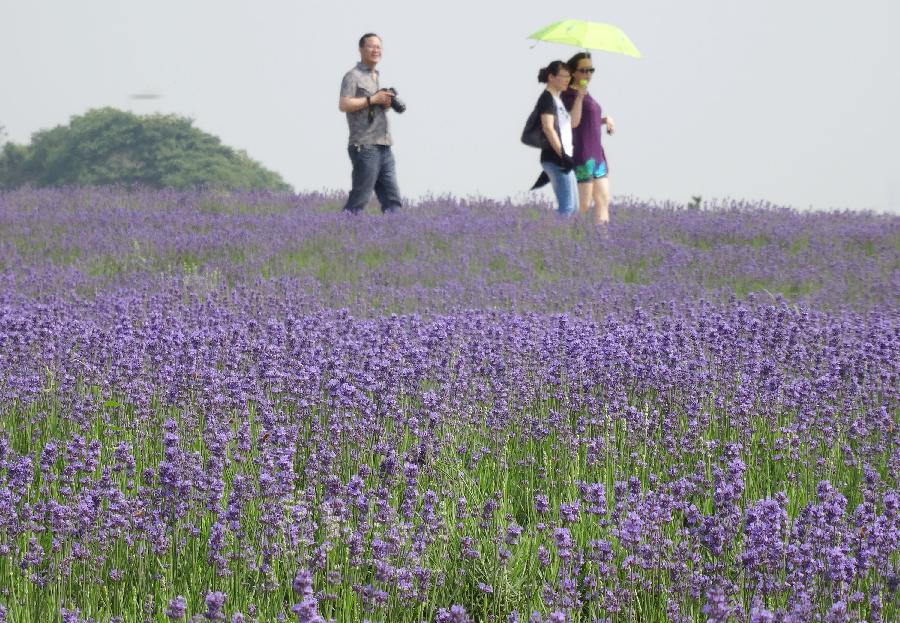 Tourists walk in a lavender field in Xuelangshan forest park in Wuxi, east China's Jiangsu Province, May 25, 2013. Over 100,000 lavender plants here attracted numbers of tourists. (Xinhua/Luo Jun)