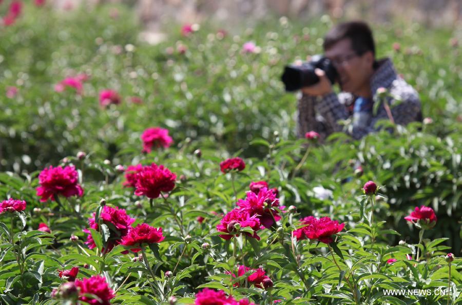 A tourist takes photos of peony flowers at Shengle Baiting park in Hohhot, capital of north China's Inner Mongolia Autonomous Region, May 25, 2013. Over 200,000 plants of peony flowers here have been in full bloom, attracting numbers of visitors. (Xinhua/Li Yunping)