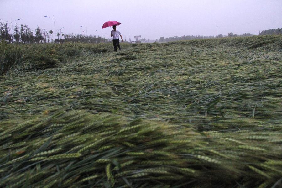 A villager checks the lodged wheat during the rainfall in Xinzhuangzi Village of Yinan County, east China's Shandong Province, May 26, 2013. A heavy rainfall hit Shandong Province from May 25 to 26. (Xinhua/Du Yubao) 