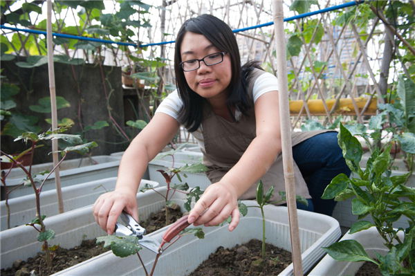 Xian Yuting picks up a red okra fruit from her roof garden in Guangzhou, provincial capital of South China’s Guangdong province, June 2, 2013. Since 2011, Xian and her husband Liu Guangmi, who are both white collar workers, started to plant vegetables on their roof in their spare time, as homegrown vegetables are fresh, healthy, and inexpensive. Up to now, they have planted 35 kinds of fruits and vegetables. They are basically feeding themselves from their fruits and vegetables, and at harvest times they even spare some for their friends. [Photo/Xinhua]