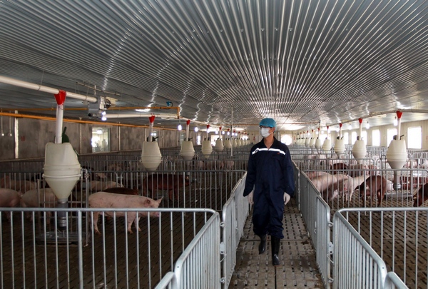 A staffer from the Shanghai Entry-Exit Inspection and Quarantine Bureau inspects a quarantine area of imported pigs on June 3, 2013. For the first time, China has imported 865 breeding pigs from the United States, which will help the genetic improvement of the native breeds. The total value of the boars is more than 20 million yuan ($3.26 million). [Photo/Xinhua]
