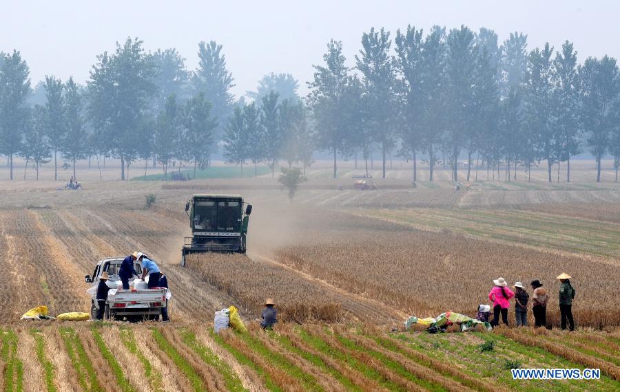 Farmers harvest wheat in a field in Xiaokonglou Village, Huaiyang County, in Zhoukou, central China's Henan Province, June 5, 2013. The day of June 5 this year marks the day of "Mangzhong", or "Grain in Ear", literally meaning the maturity of crops, which is the ninth of the 24 solar terms on Chinese Lunar Calendar. (Xinhua/Li Bo)