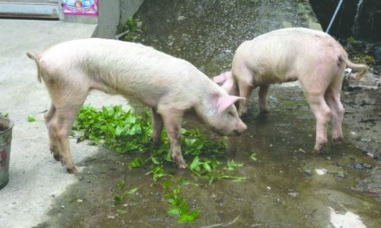 Pigs found alive 45 days after Lushan quake
