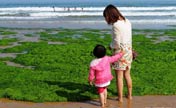 Break-out of algae bloom spreads off coastline