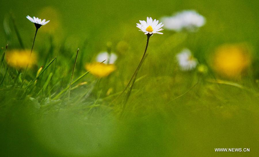 Daisy blossom is seen at a park in the eastern suburbs of Brussels, capital of Belgium, on June 11, 2013. Local residents go to parks to enjoy the sunshine after experiencing a long and gloomy spring this year. (Xinhua/Zhou Lei)
