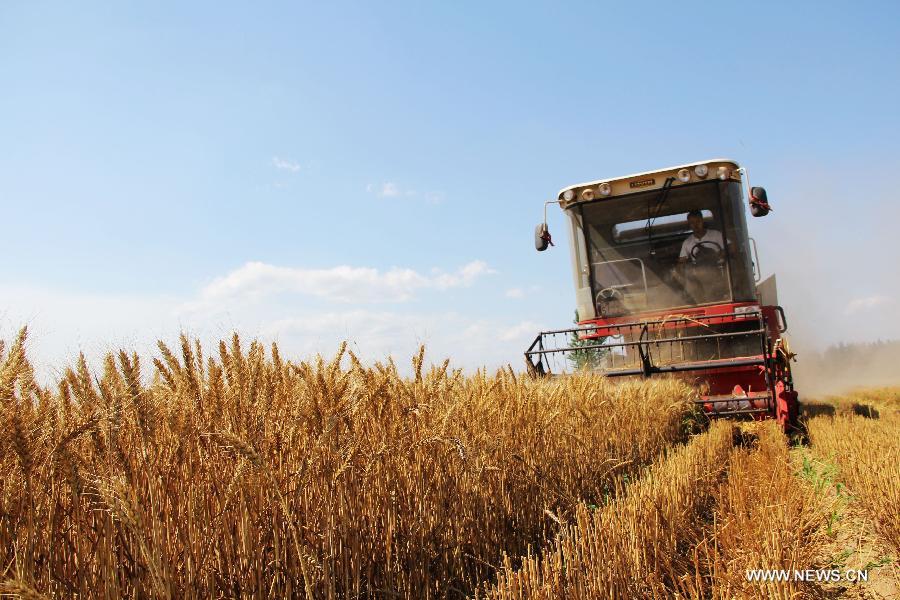 A reaper harvests wheat in farmland in Chengguan Town, Anyang City, central China's Henan Province, June 11, 2013. According to the Ministry of Agriculture, China has harvested 210 million mu (about 14 million hectares) of winter wheat, which accounts for more than 60 percent of the total. (Xinhua/Liu Xiaokun)  