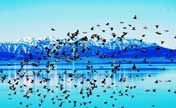 Birds enjoy summer on Sayram Lake