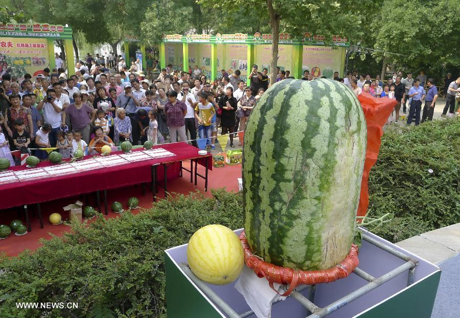 People watch a watermelon of about 50 kilograms during a watermelon contest beside the Daminghu Lake in Jinan, capital of east China's Shandong Province, June 15, 2013. A watermelon contest was held here on Saturday, with the biggest watermelon weighing about 50 kilograms. (Xinhua)