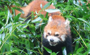Triplet red pandas enjoy their life at Panda World