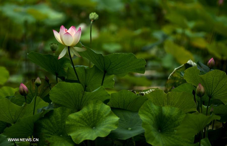 Photo taken on June 20, 2013 shows the lotus and lotus leaves in the Lianhu lake park in Xi'an, capital of northwest China's Shaanxi Province. (Xinhua/Liu Xiao) 