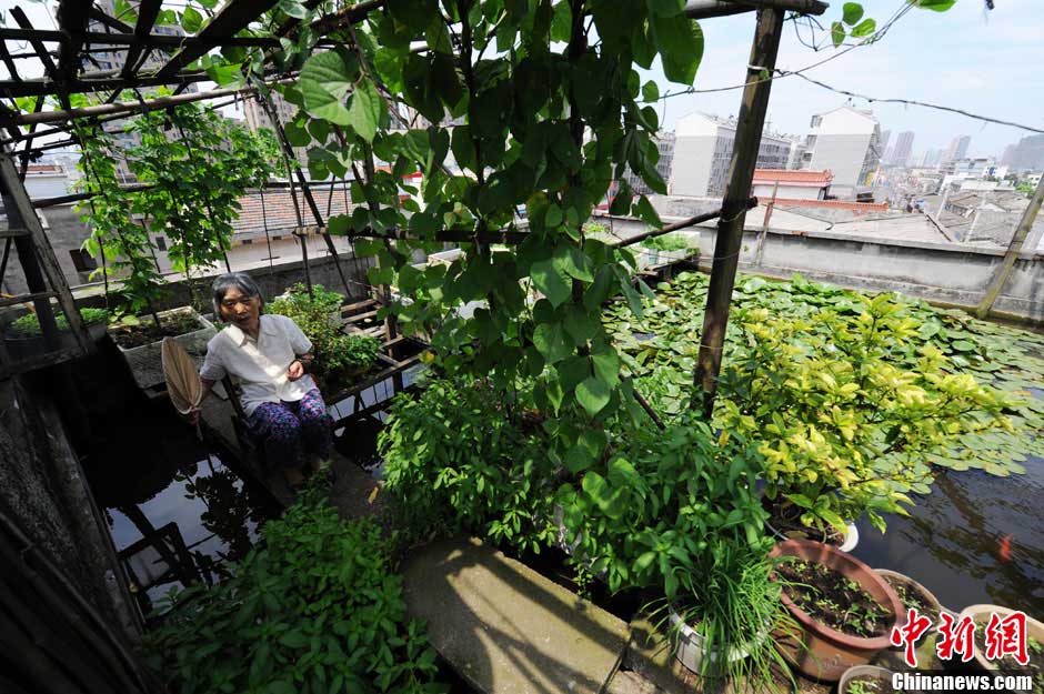 In Changsha, 70-year-old Ms. Wang rests in her own "hanging garden", June 19, 2013. (CNS/Yang Huafeng)