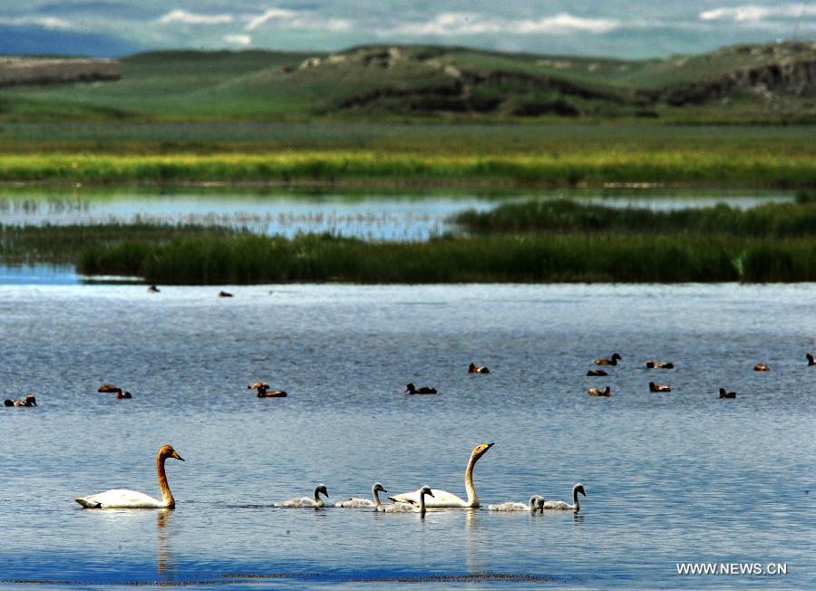 Swans are seen at the swan lake of Bayanbulak Grassland on the Tianshan in northwest China's Xinjiang Uygur Autonomous Region, June 24, 2009. The 37th session of UNESCO's World Heritage Committee (WHC) inscribed China's Xinjiang Tianshan on the World Heritage List as a natural site on June 21, 2013. Xinjiang Tianshan is a serial property totaling 606,833 hectares and consisting of four components which are located along the 1,760 km Tianshan range, a temperate arid zone surrounded by Central Asian deserts. (Xinhua/Shen Qiao)