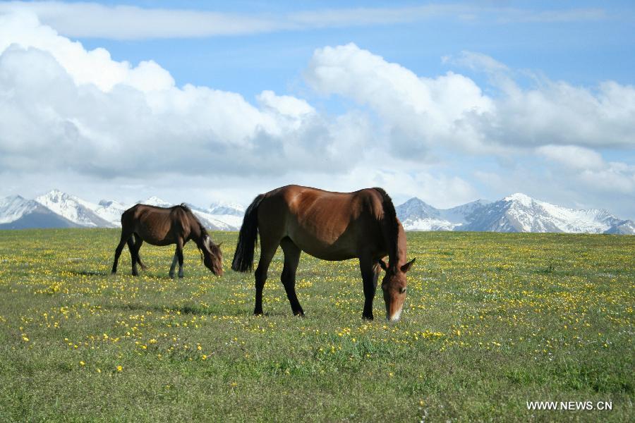 Photo taken on June 10, 2011 shows horses eating grass at Kalajun Grassland on the Tianshan in northwest China's Xinjiang Uygur Autonomous Region. The 37th session of UNESCO's World Heritage Committee (WHC) inscribed China's Xinjiang Tianshan on the World Heritage List as a natural site on June 21, 2013. Xinjiang Tianshan is a serial property totaling 606,833 hectares and consisting of four components which are located along the 1,760 km Tianshan range, a temperate arid zone surrounded by Central Asian deserts. (Xinhua/Bu Duomen) 