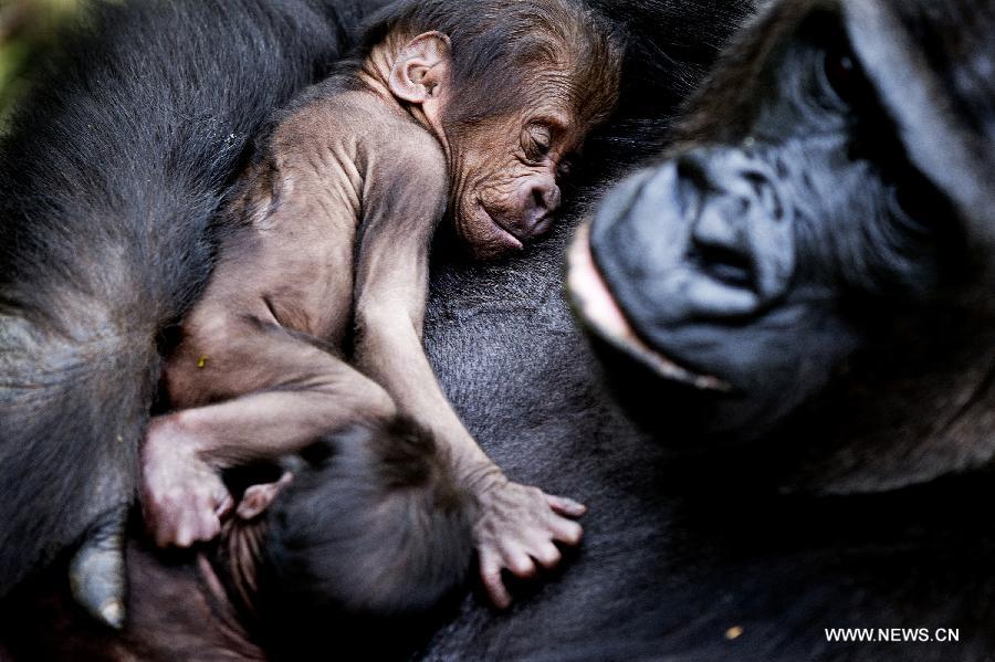 New born gorilla twins suggle up in their mother's arms in the People Zoo in Arnhem, the Netherlands, on June 21, 2013. (Xinhua/Robin Utrecht) 