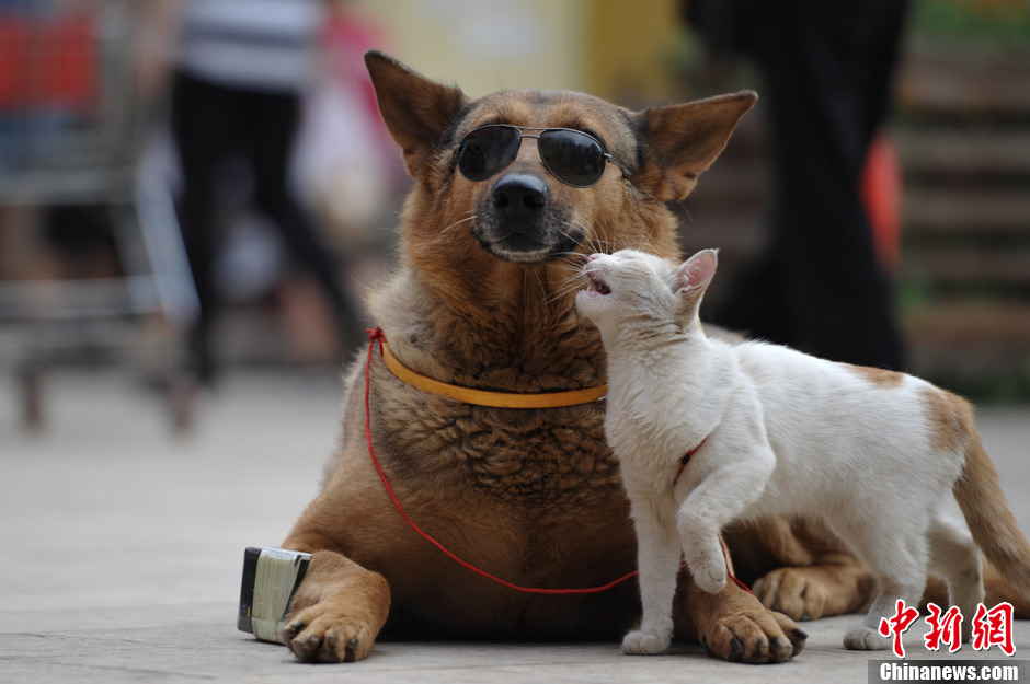 The dog gets along with the cat. (Photo by Liu Ranyang/ Chinanews.com)
