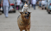 Cat hitches free ride on a dog