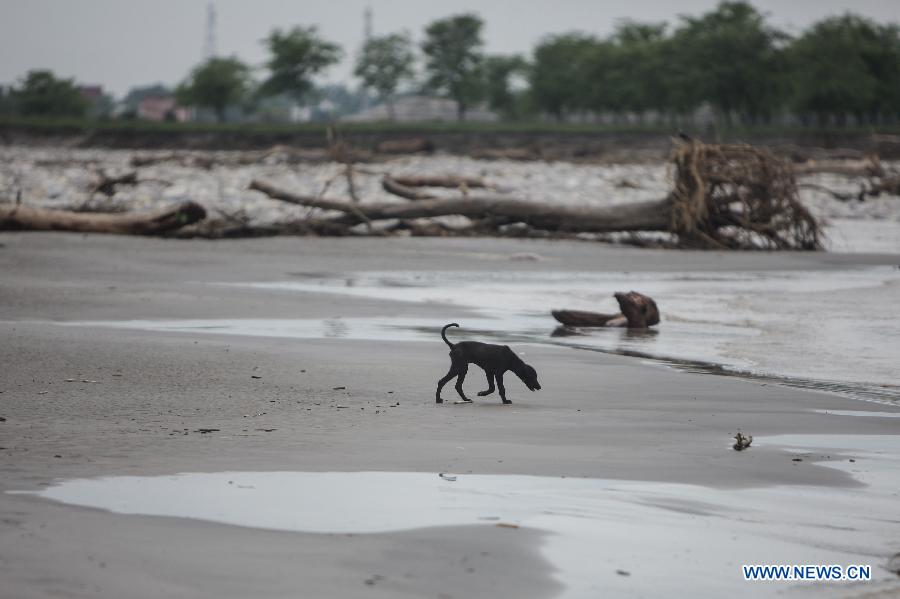 A dog walks on the bank of the Ganges River in Haridwar, northern Indian state of Uttarakhand, June 25, 2013. The heaviest monsoon rains in the state for the past 60 years, which trigered deadly floods in northern India, has claimed up to 807 lives, according to Indian Authorities on Tuesday. (Xinhua/Zheng Huansong) 