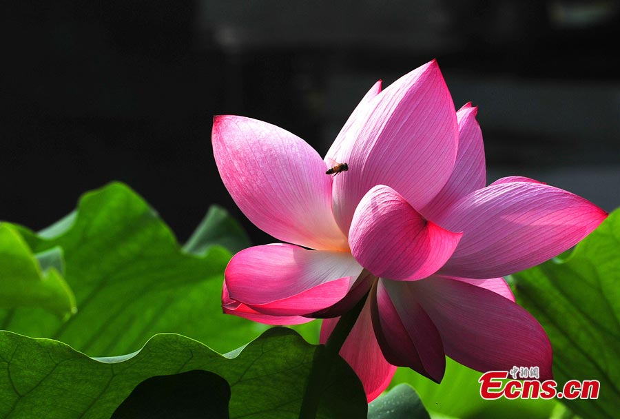 Photo taken on June 30, 2013 shows a lotus flower in Guyi Garden in Nanxiang Town, Jiading District, Shanghai. Originally called "Yi Garden," where "Yi" means a beautiful view of bamboo, Guyi Garden was designed by a well-known bamboo-carving master from the Ming Dynasty. (CNS/Yuan Jing)